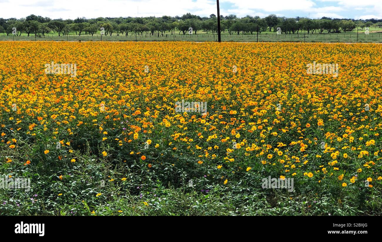 Fall gold hi-res stock photography and images - Alamy