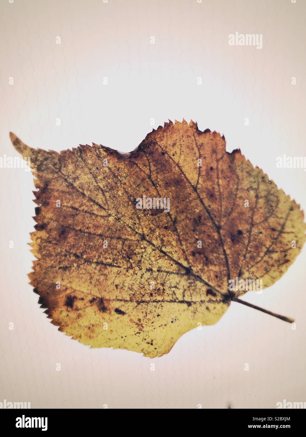 Windscreen Leaf in Autumn in Scotland - Smartphone Captured Stock Image