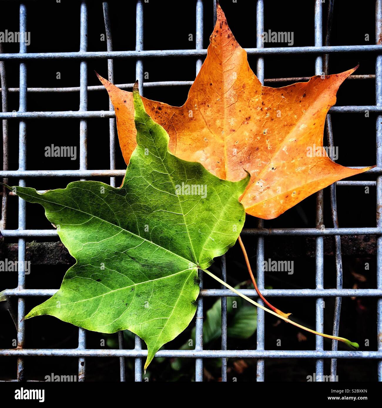 Autumn - Smartphone Captured Stock Image