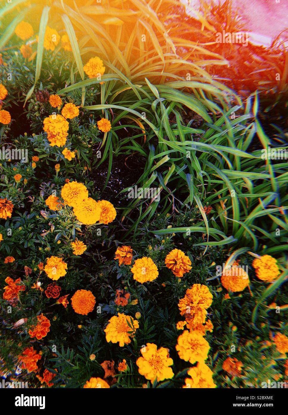 Pretty flowers Stock Photo