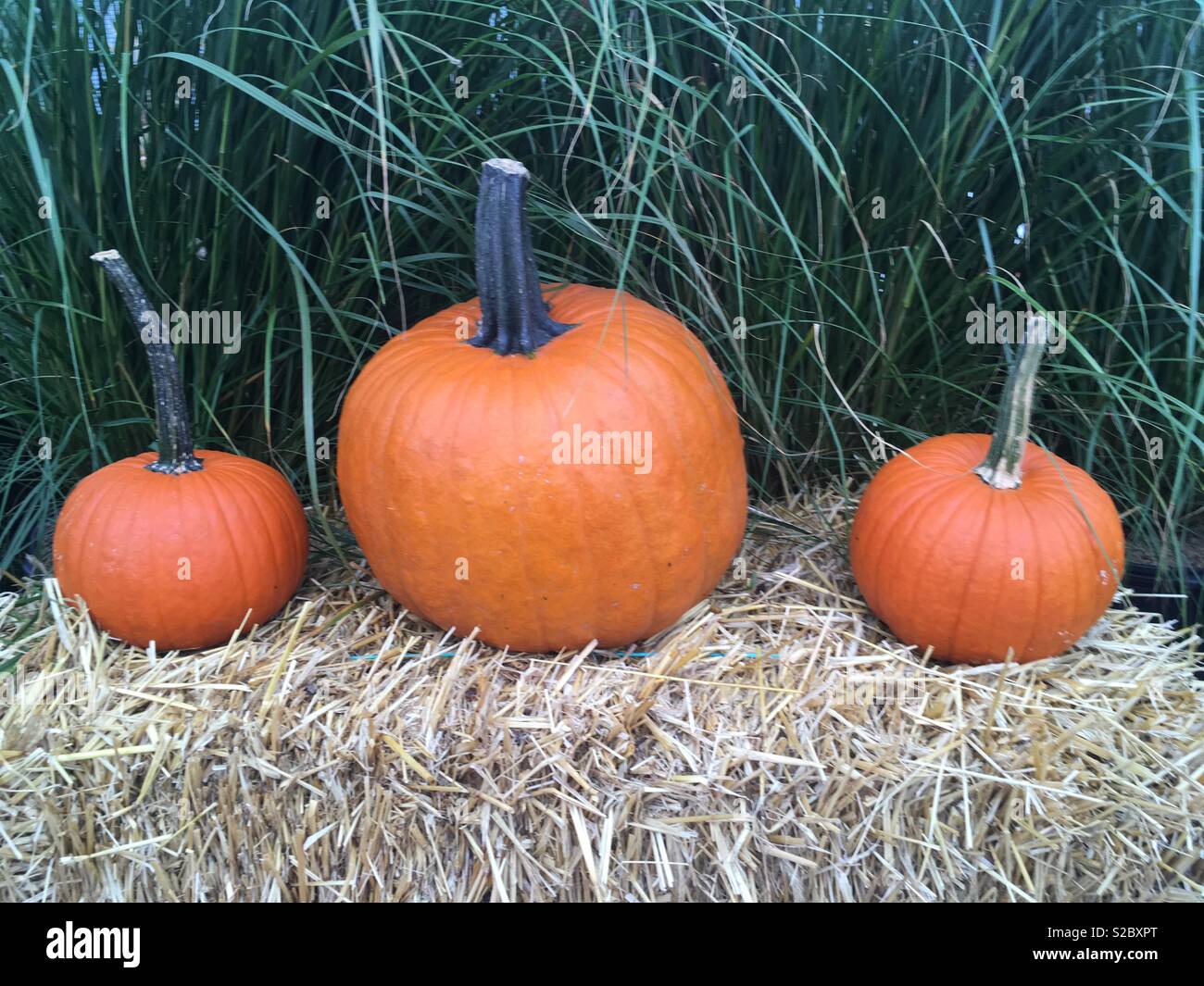 Three pumpkins Stock Photo