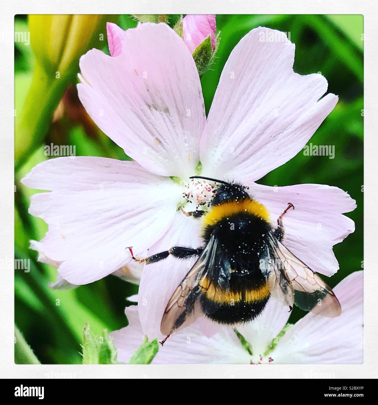 Bumble bee pollen hi-res stock photography and images - Alamy