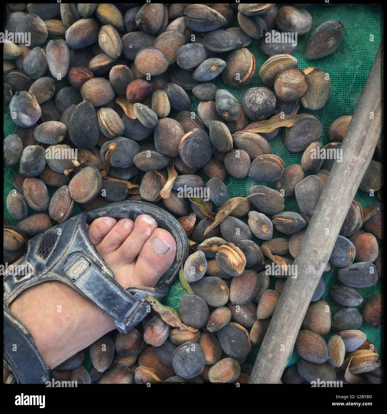Traditional harvesting of almonds with nets and sticks, Catalonia, Spain. - Smartphone Captured Stock Image