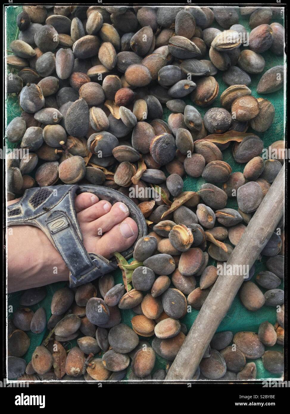Traditional harvesting of almonds with nets and sticks, Catalonia, Spain. - Smartphone Captured Stock Image