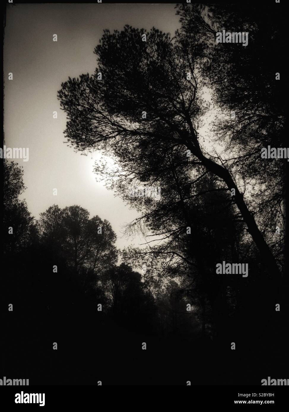 Fog amongst the pine trees, Catalonia, Spain. - Smartphone Captured Stock Image