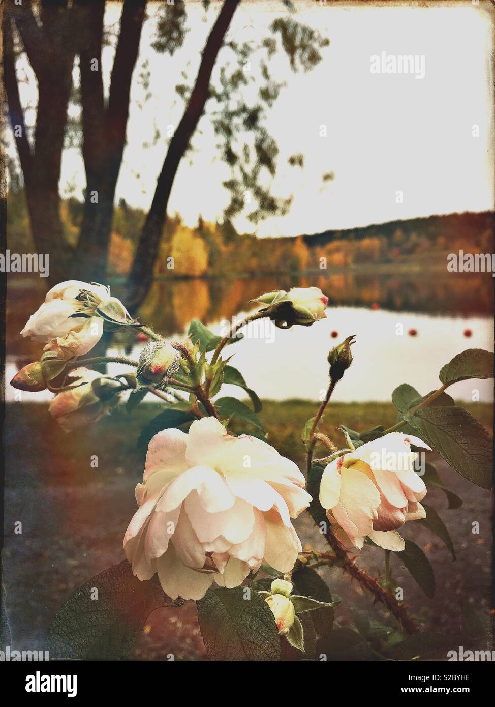 The last roses of the summer Stock Photo Alamy