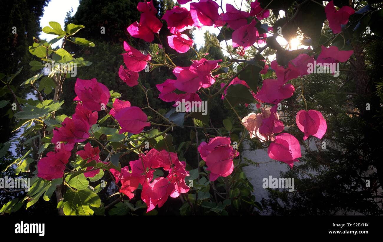 Backlighting through a bougainvillea - Smartphone Captured Stock Image