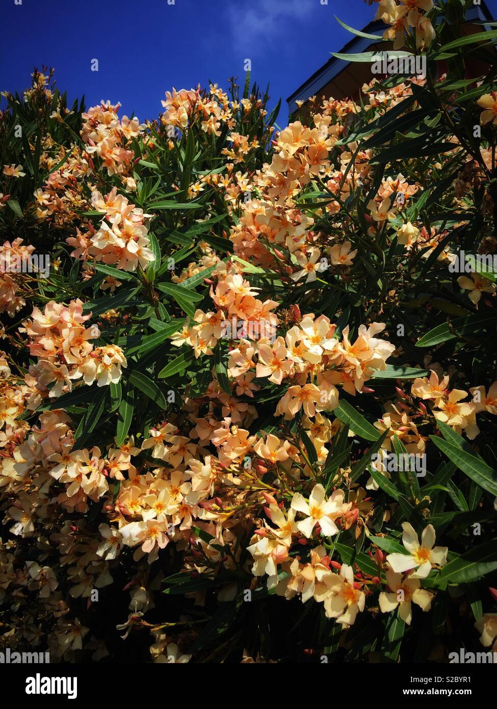 憕色夾竹桃 The Orange Colour Nerium Indicum Mill Stock Photo Alamy