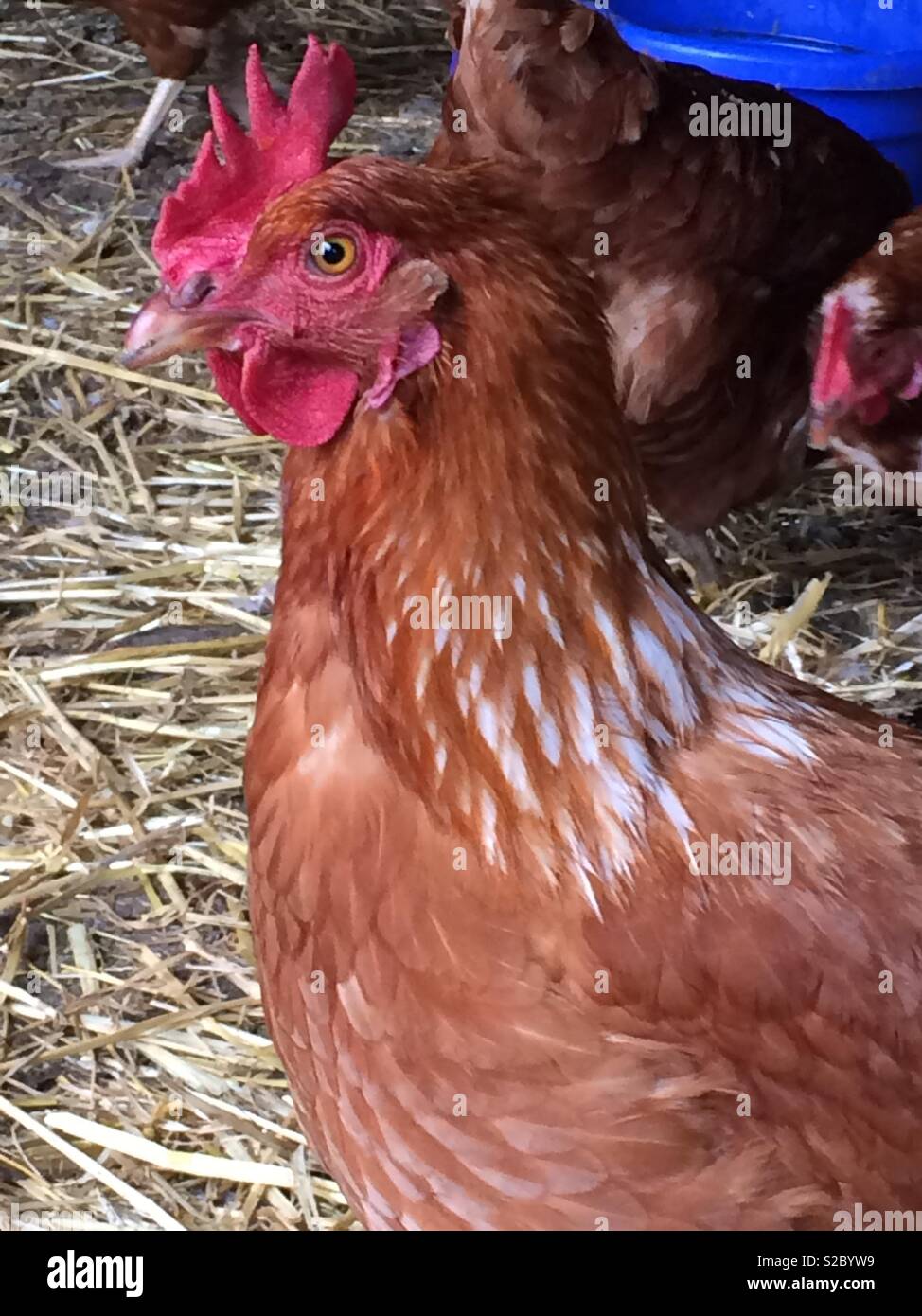 Lovely Isa Brown mother hen. Stock Photo
