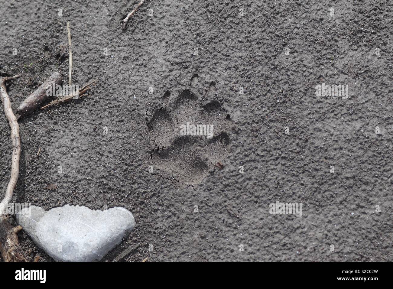 Dog footprint hires stock photography and images Alamy