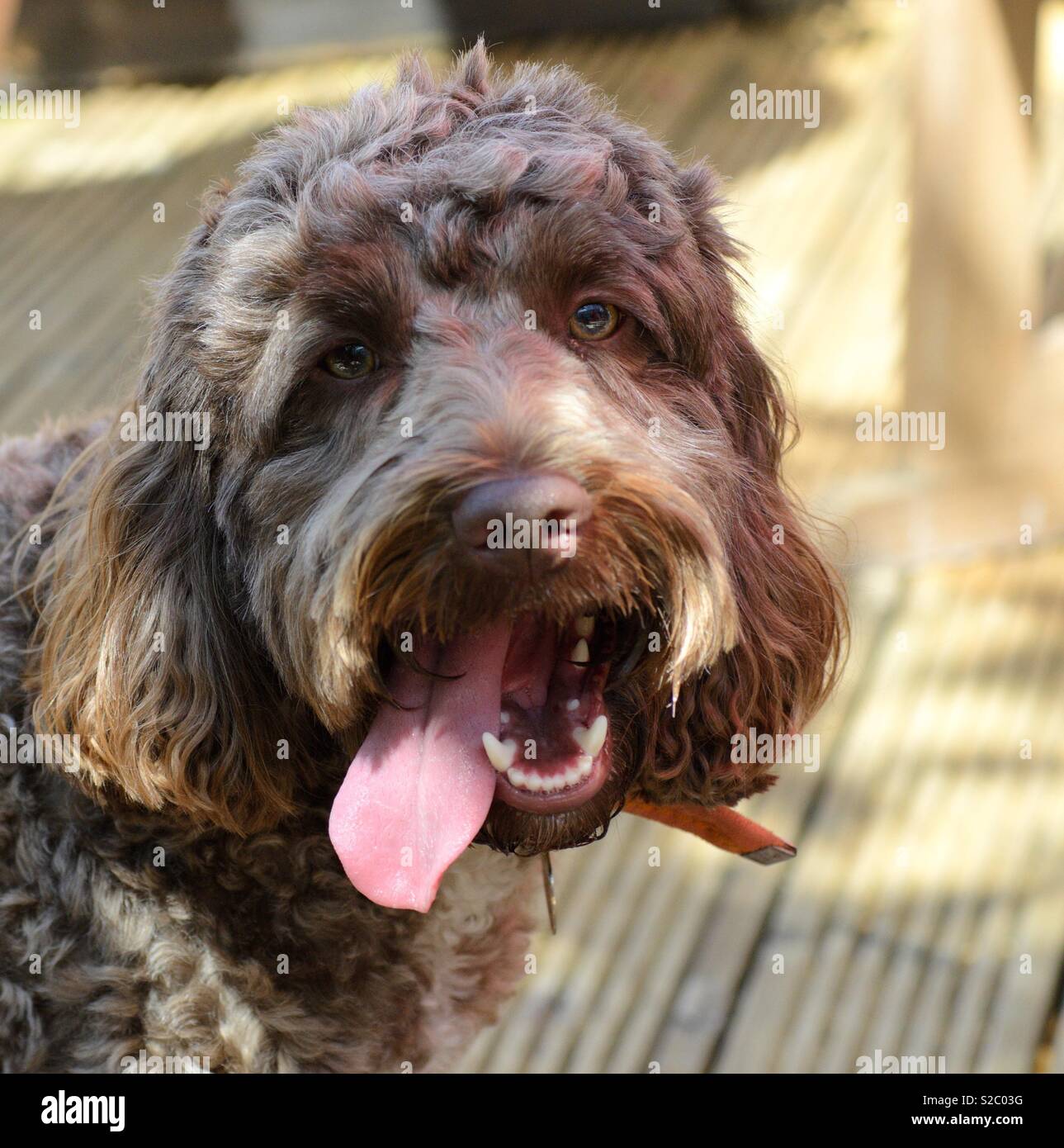Cockatoo with tongue sticking out Stock Photo Alamy