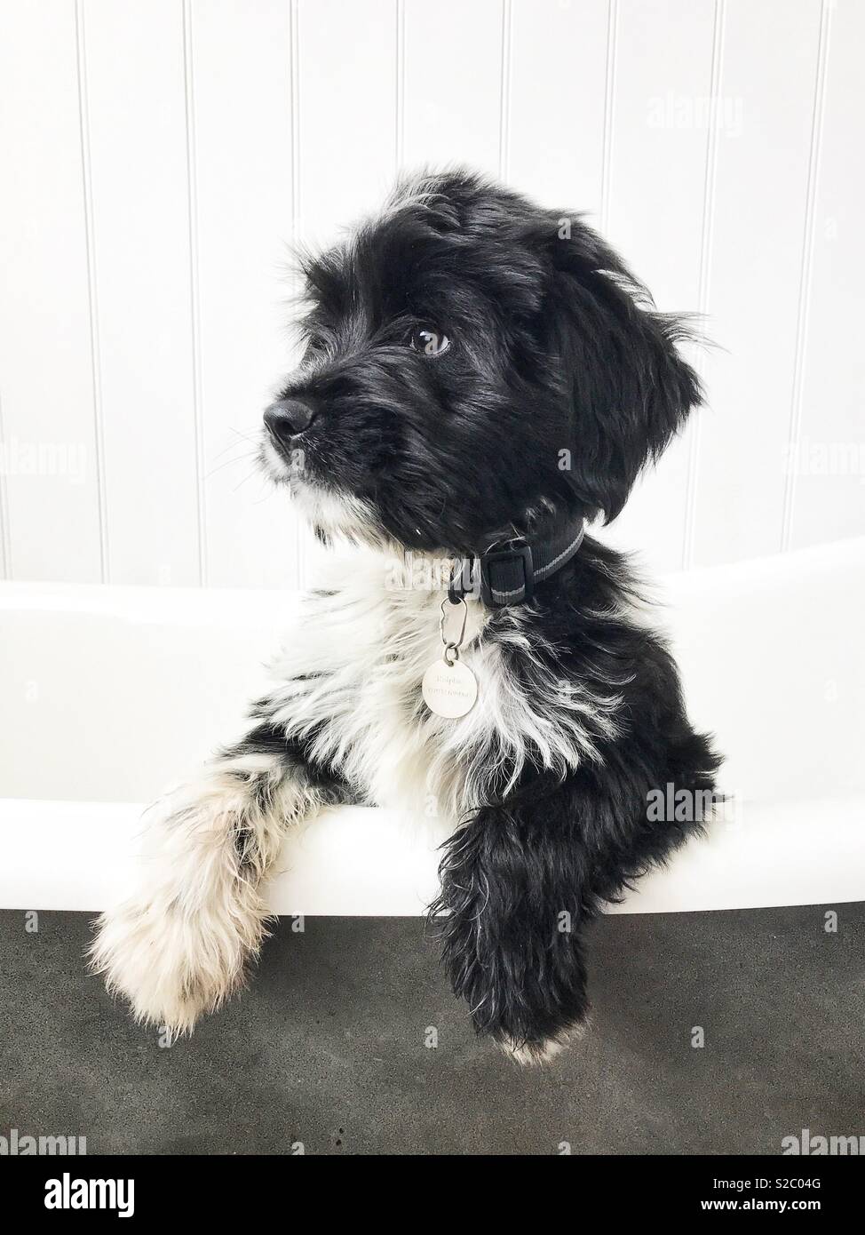 Tibetan Terrier Puppy Stock Photo Alamy
