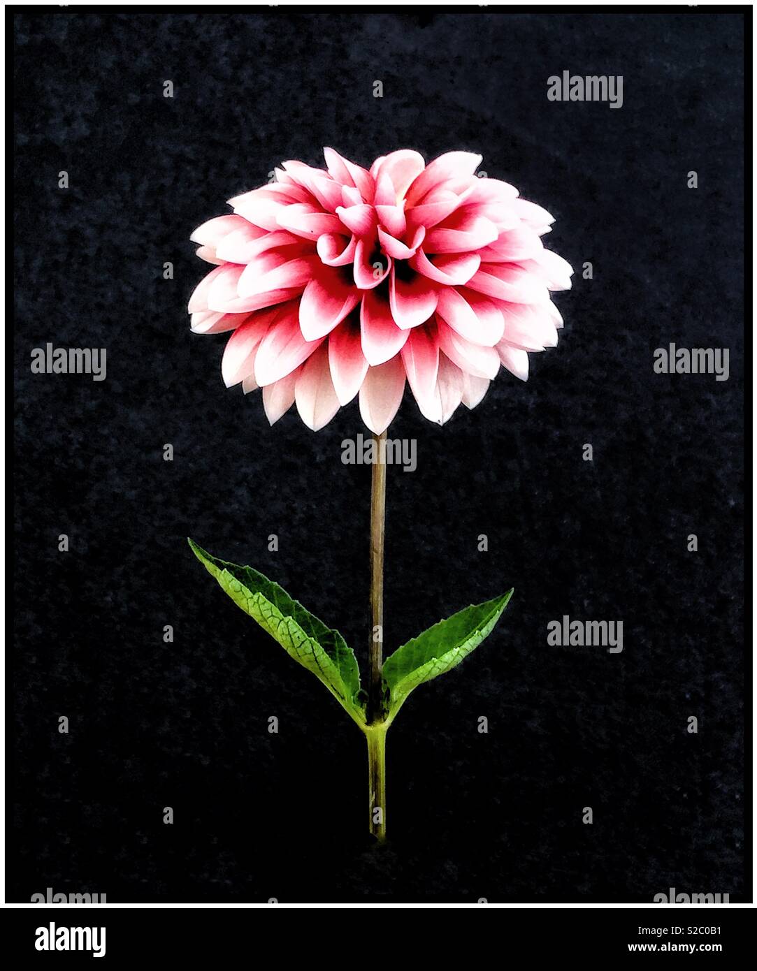 Pink Dahlia, Black background. - Smartphone Captured Stock Image