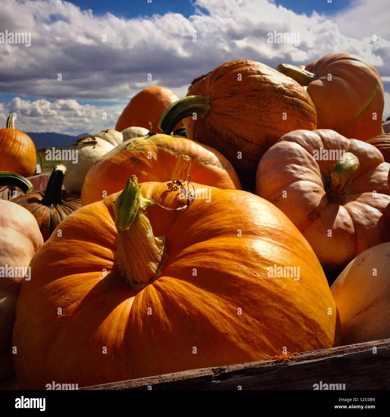 Pumpkins for Halloween, Marana, Arizona, USA. - Smartphone Captured Stock Image