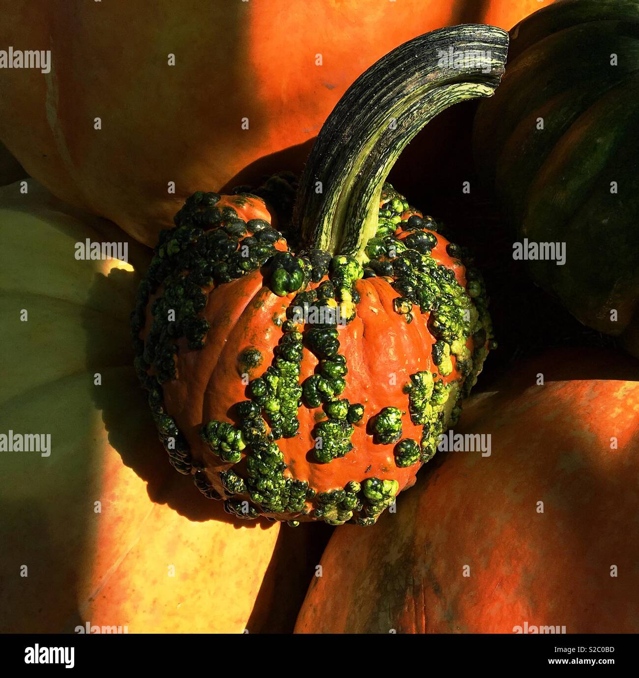 Pumpkins at Halloween, Marana, Arizona, USA. - Smartphone Captured Stock Image