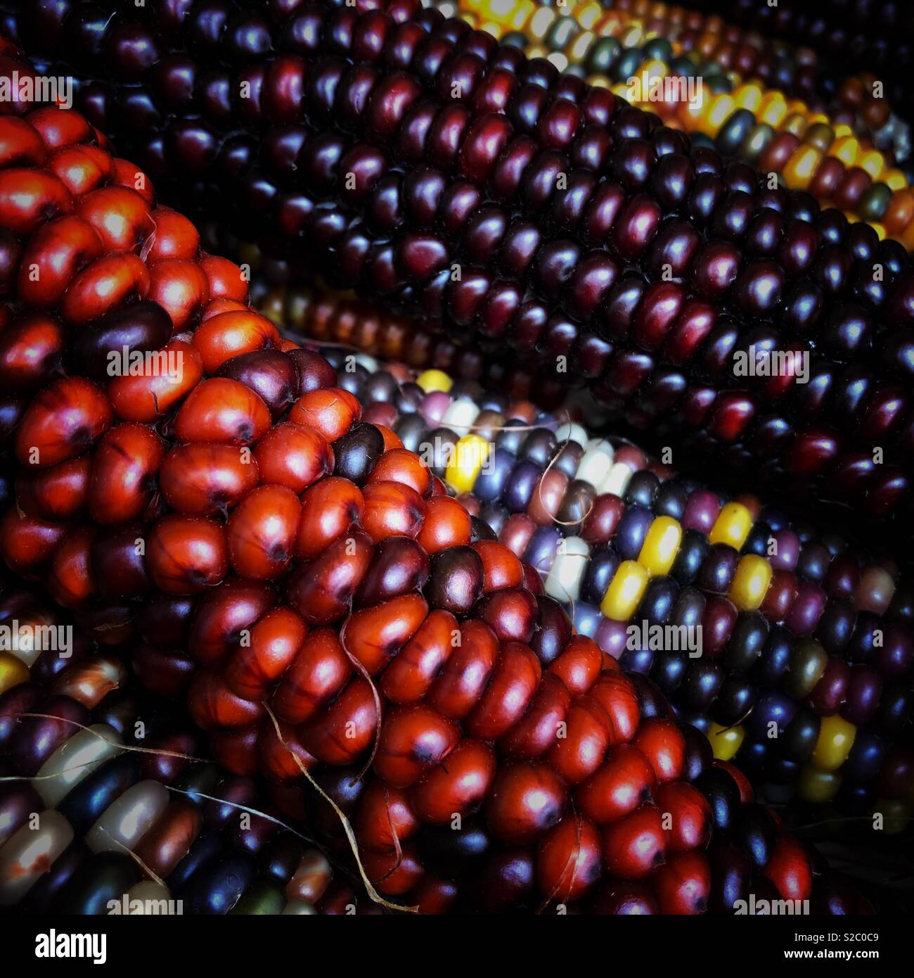 Indian Corn, with its rich array of multicolored kernels in hues of blue, red, yellow, and brown, is a traditional symbol of the fall harvest season. - Smartphone Captured Stock Image