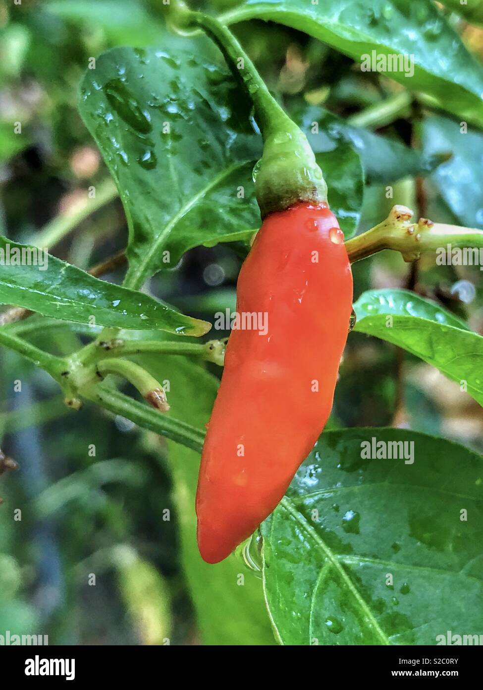 Organic red chilli growing in a suburban backyard in Australia. - Smartphone Captured Stock Image
