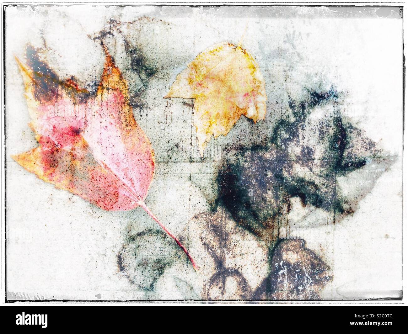 Autumn leaves and inky outlines and stains of other fallen leaves on sidewalk, painting like, natural. - Smartphone Captured Stock Image