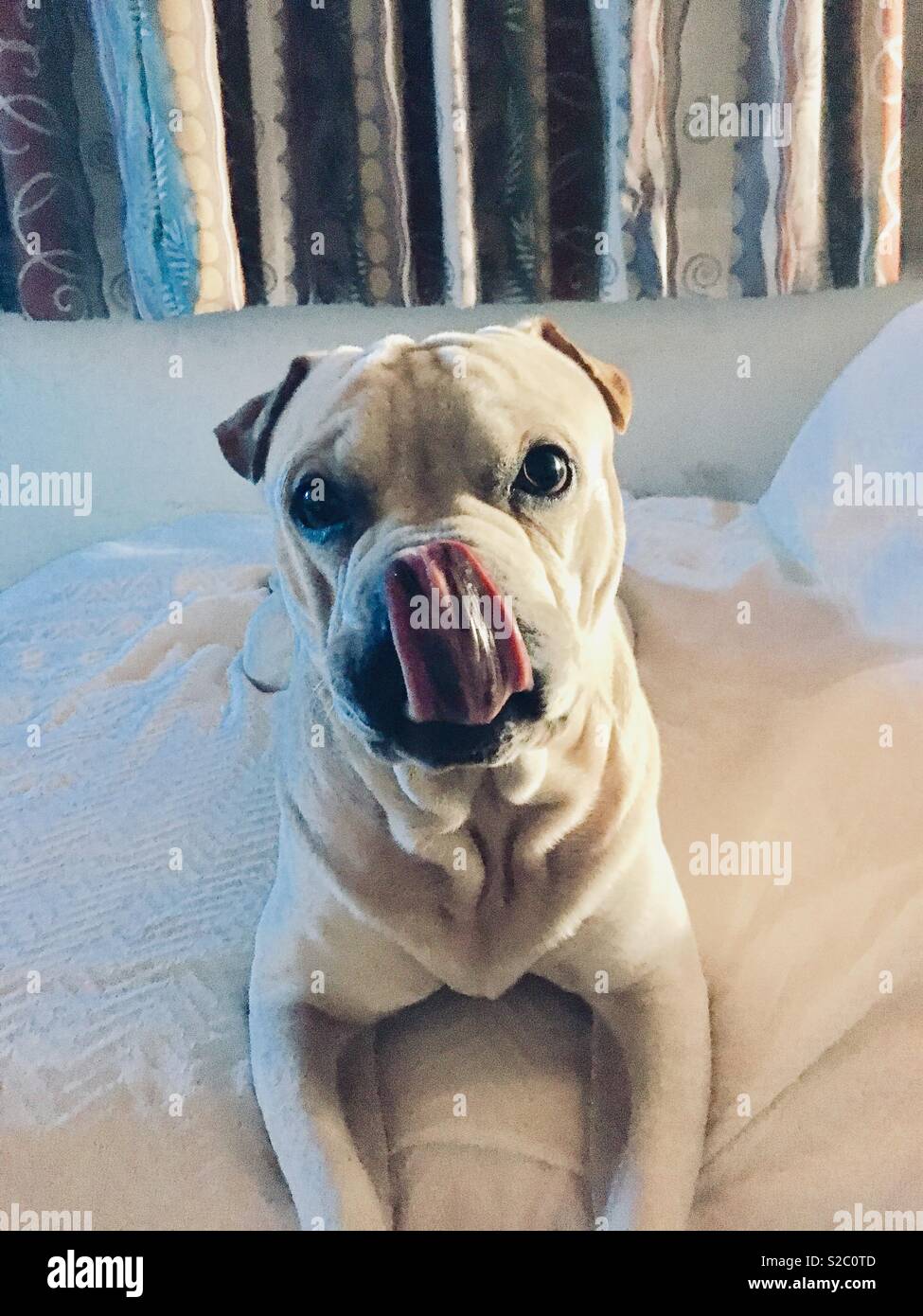 Licking its chops hires stock photography and images Alamy