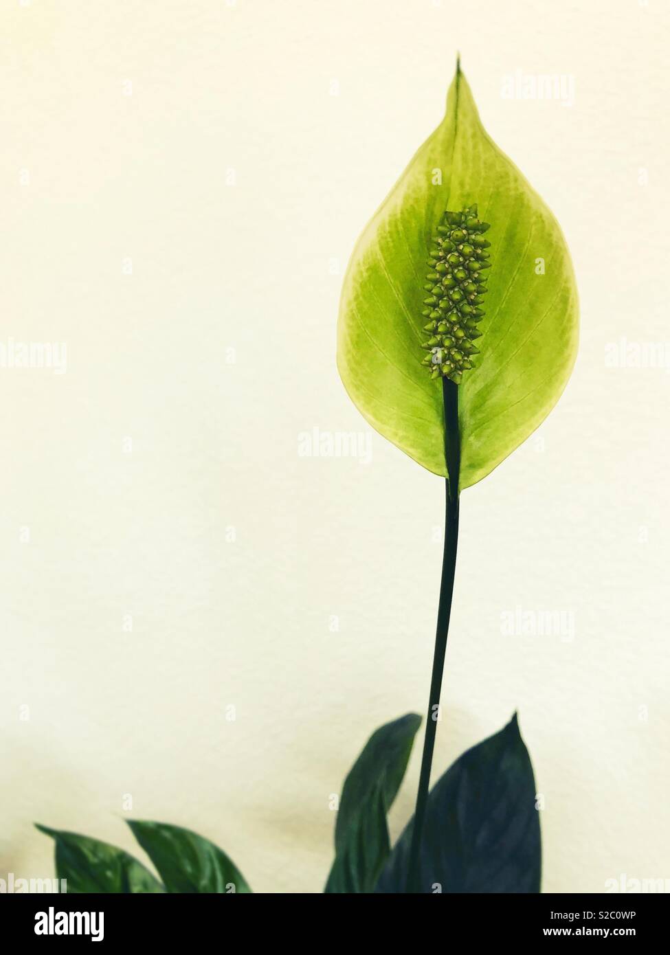 A peace lily bloom. Stock Photo
