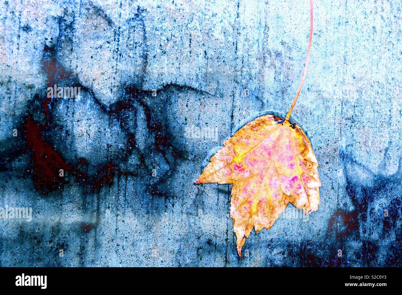 Signs of Autumn, Yellow Mapleleaf and inky leaf stains on wet sidewalk. Stock Photo