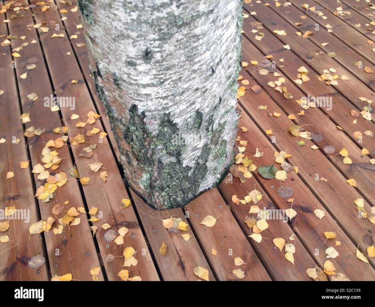 Birch tree growing through deck Stock Photo Alamy