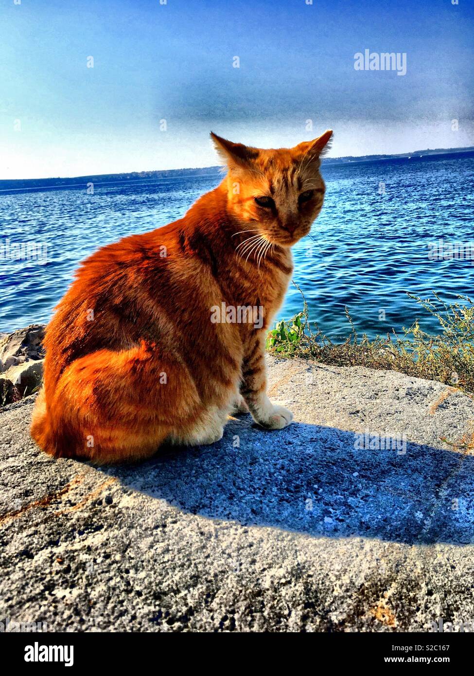 Cat at the sea Stock Photo