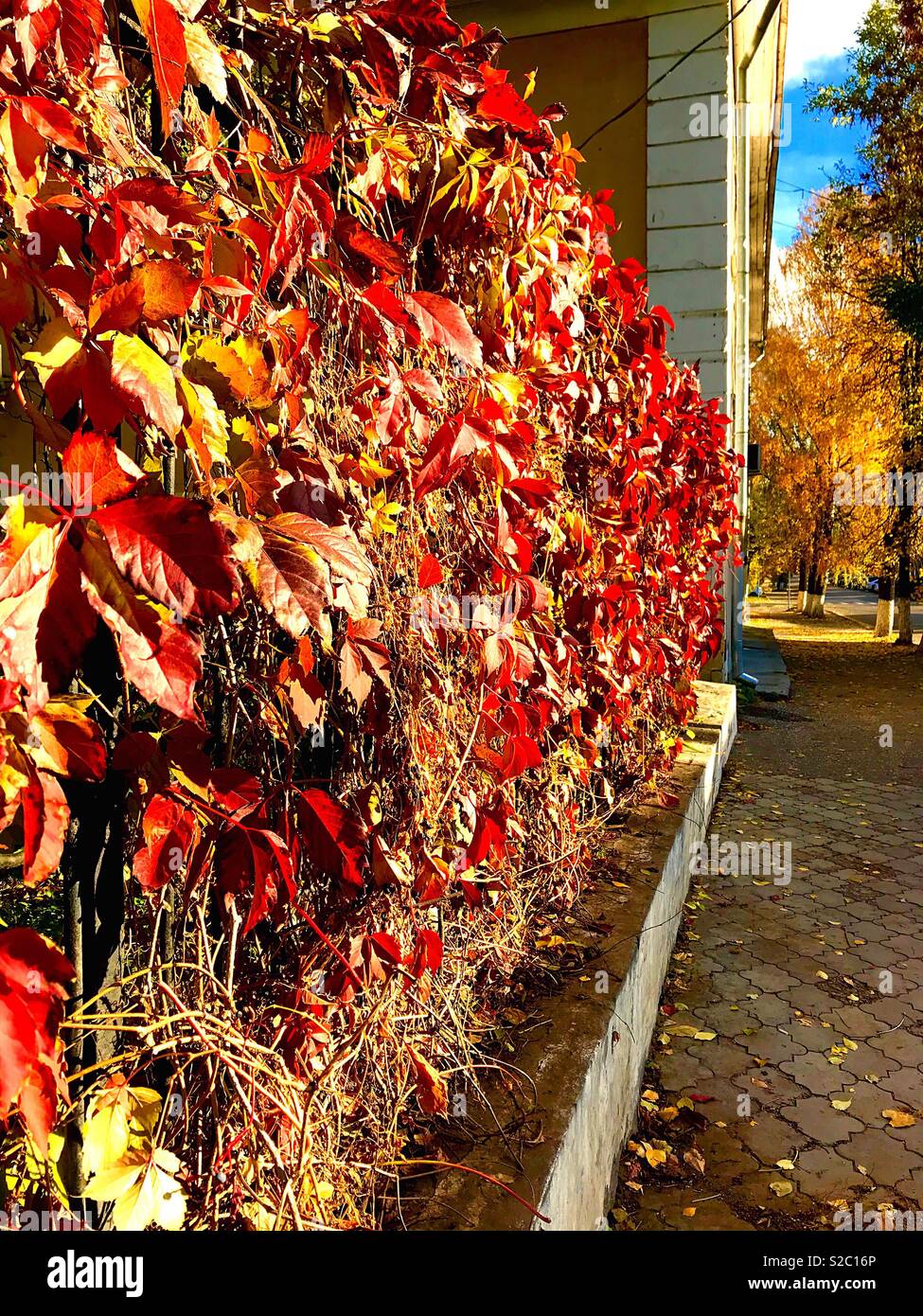 paints of autumn - Smartphone Captured Stock Image