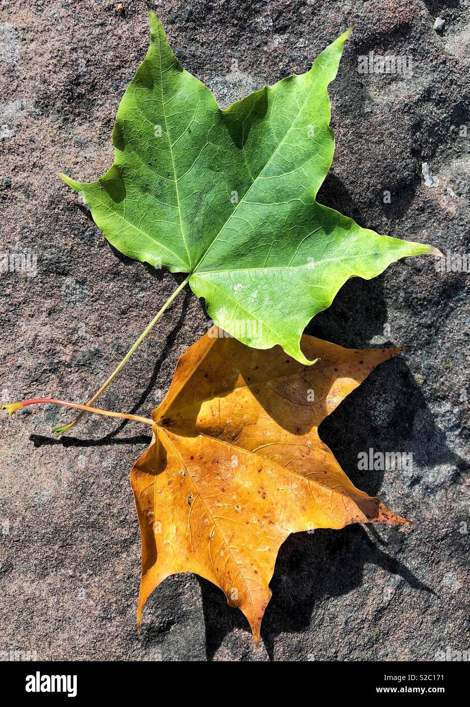 Leaves of Autumn - Smartphone Captured Stock Image