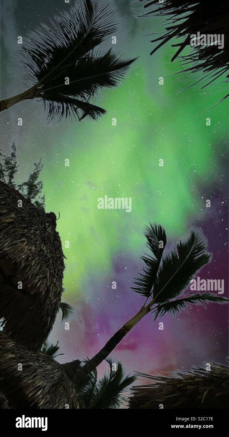 Palm trees and northern lights - Smartphone Captured Stock Image