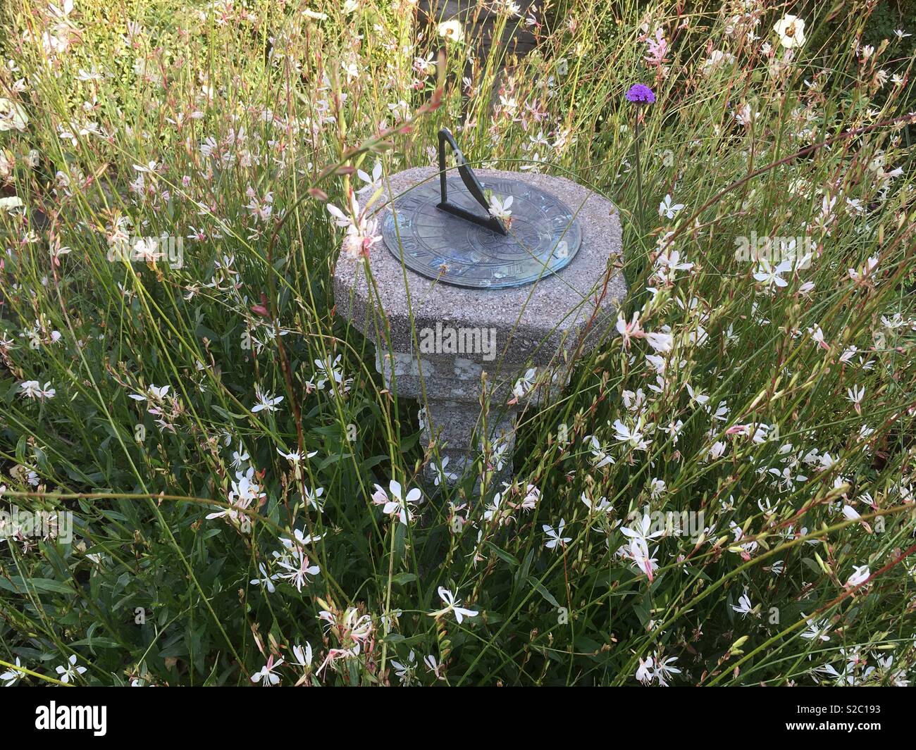 Sundial amongst wild flowers Stock Photo Alamy