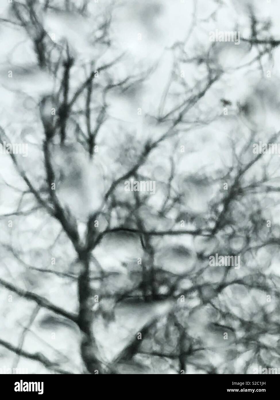 Tree viewed through a wet glass - Smartphone Captured Stock Image