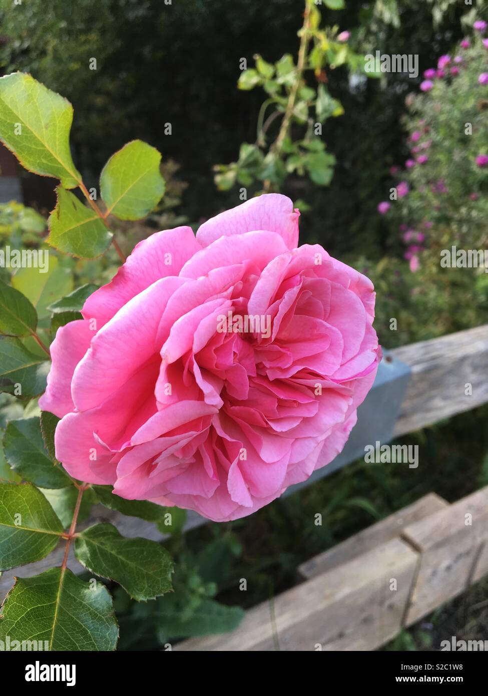 A single rose flower in the garden - Smartphone Captured Stock Image