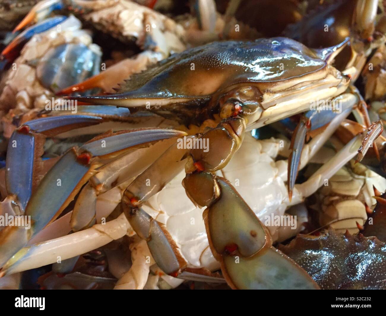 Live blue crabs. Stock Photo