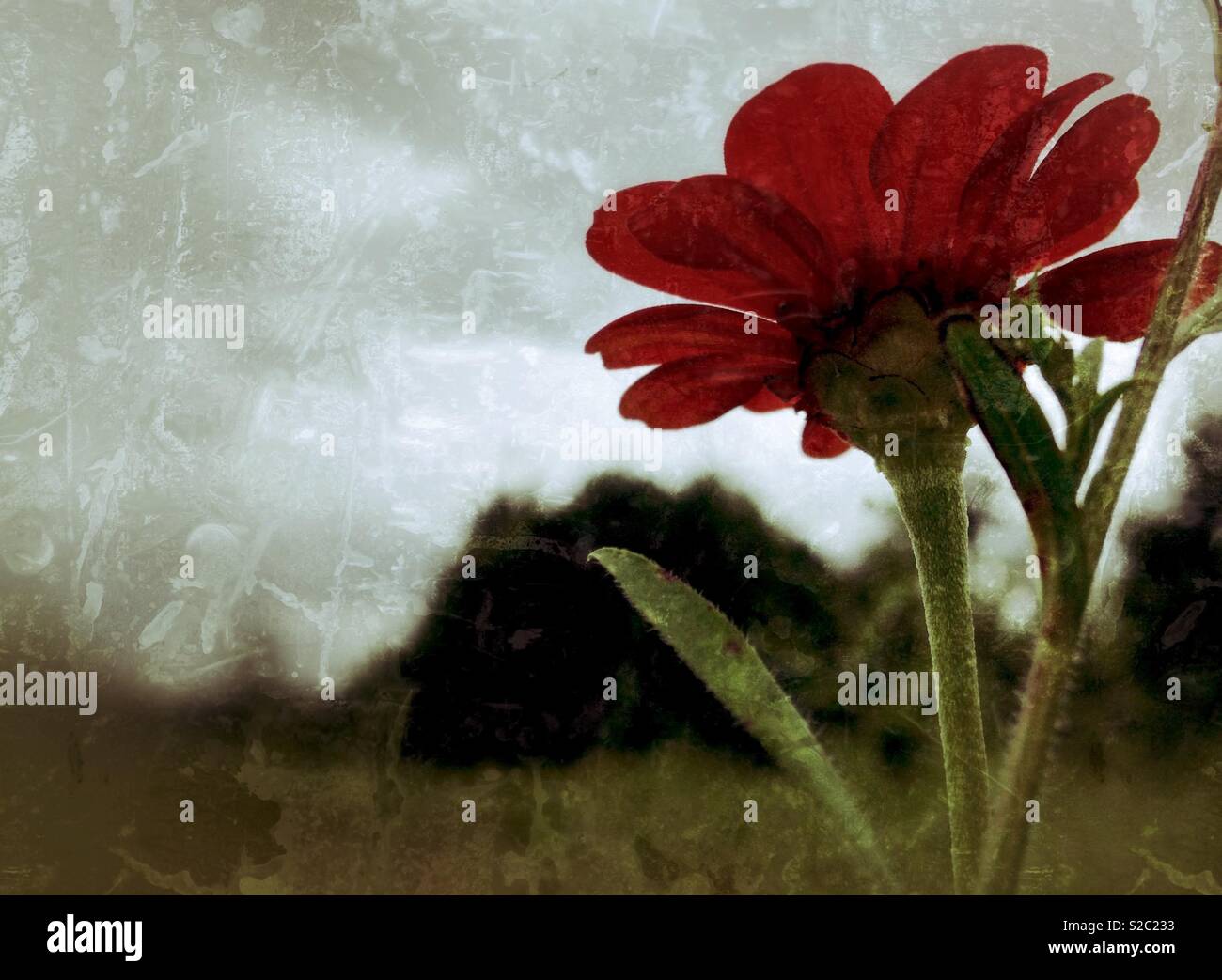 Single red zinnia, grunge effect Stock Photo