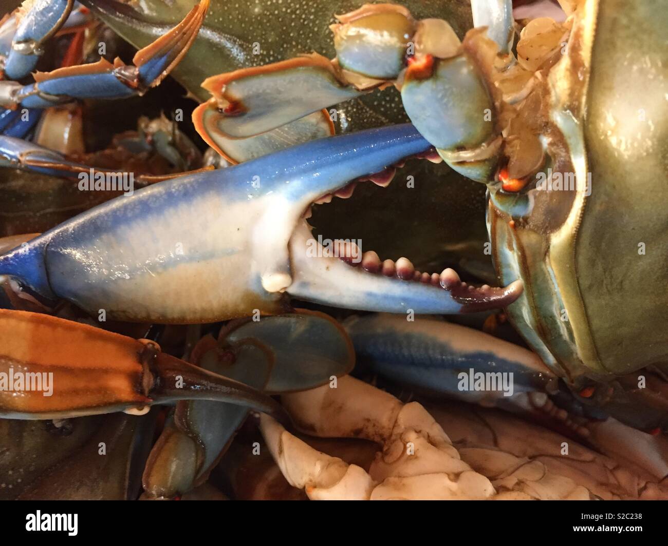Live blue crabs at fresh seafood market. Stock Photo