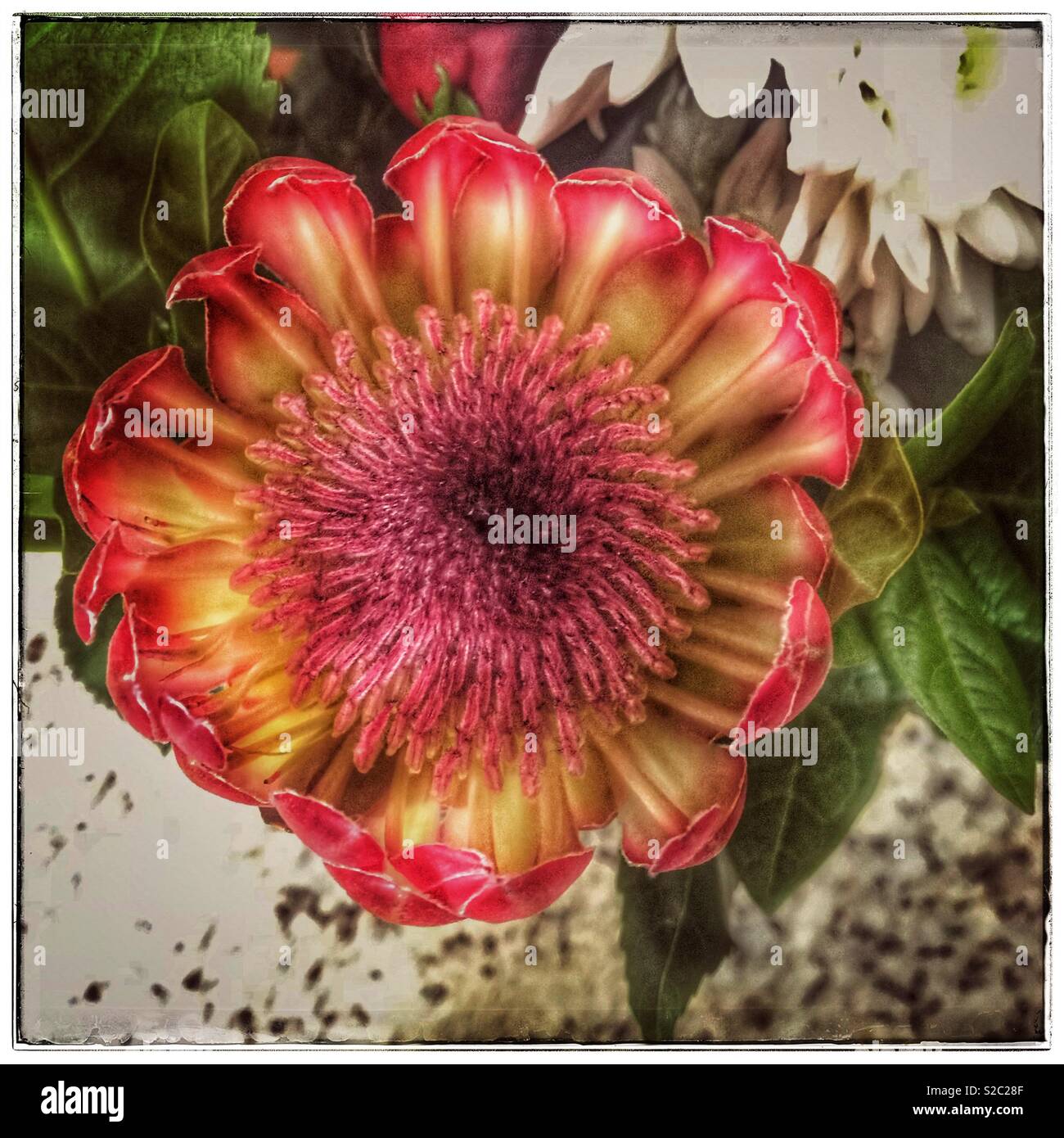 Red protea flower seen from above. - Smartphone Captured Stock Image