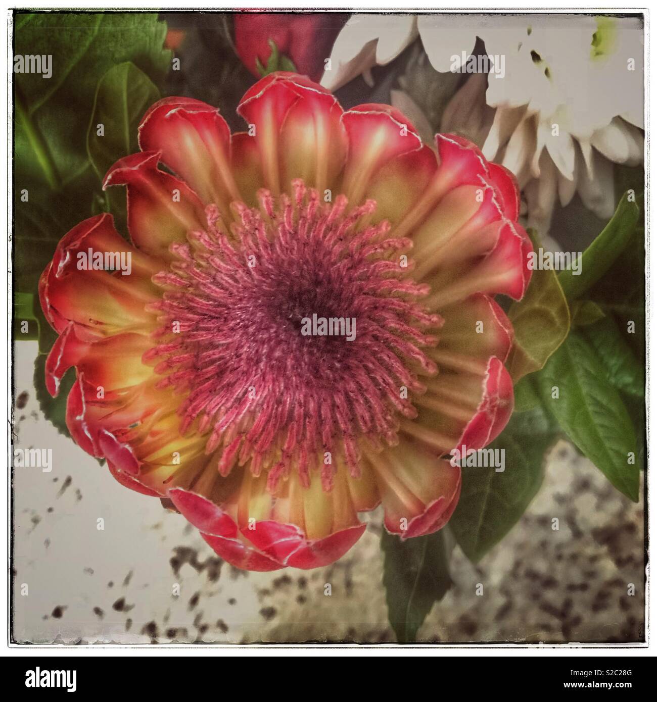 Red protea flower seen from above. - Smartphone Captured Stock Image