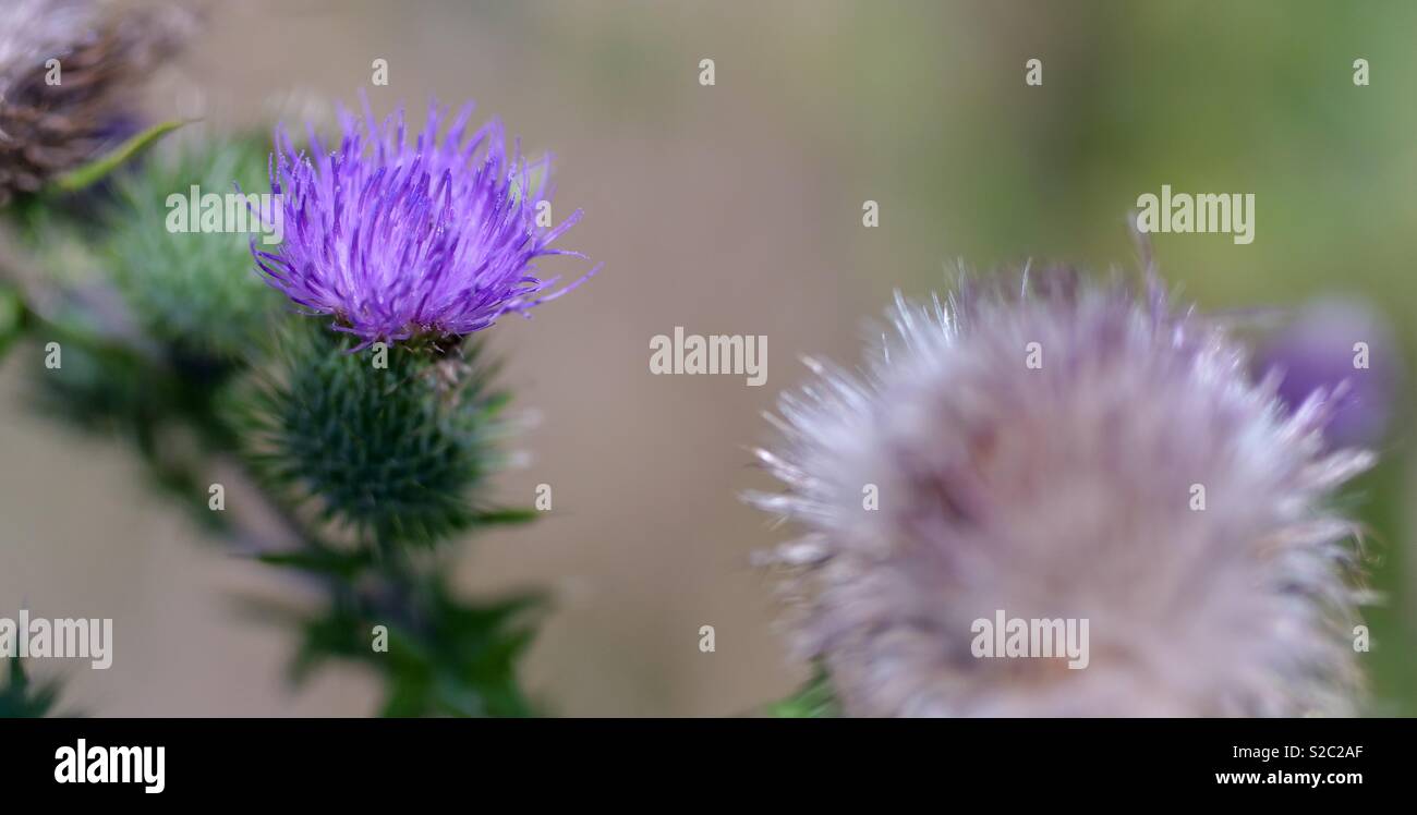 Purple thistle flower in bloom - Smartphone Captured Stock Image