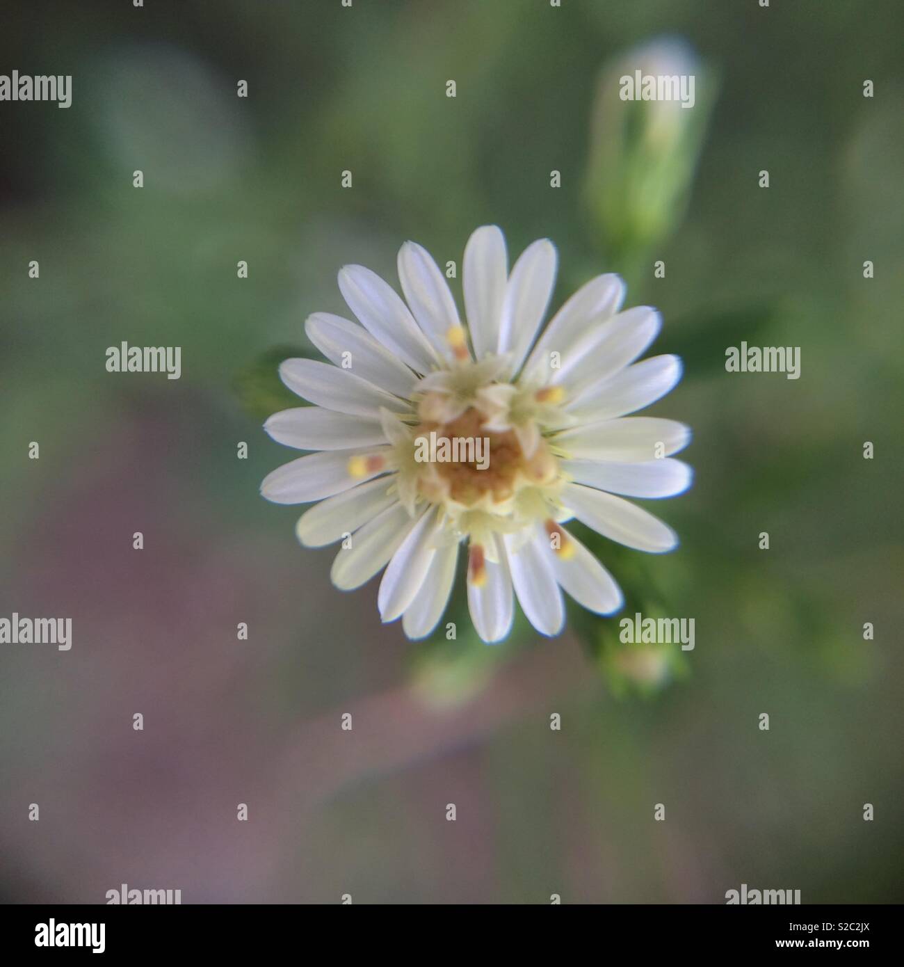 Little white wildflowers hi-res stock photography and images - Alamy