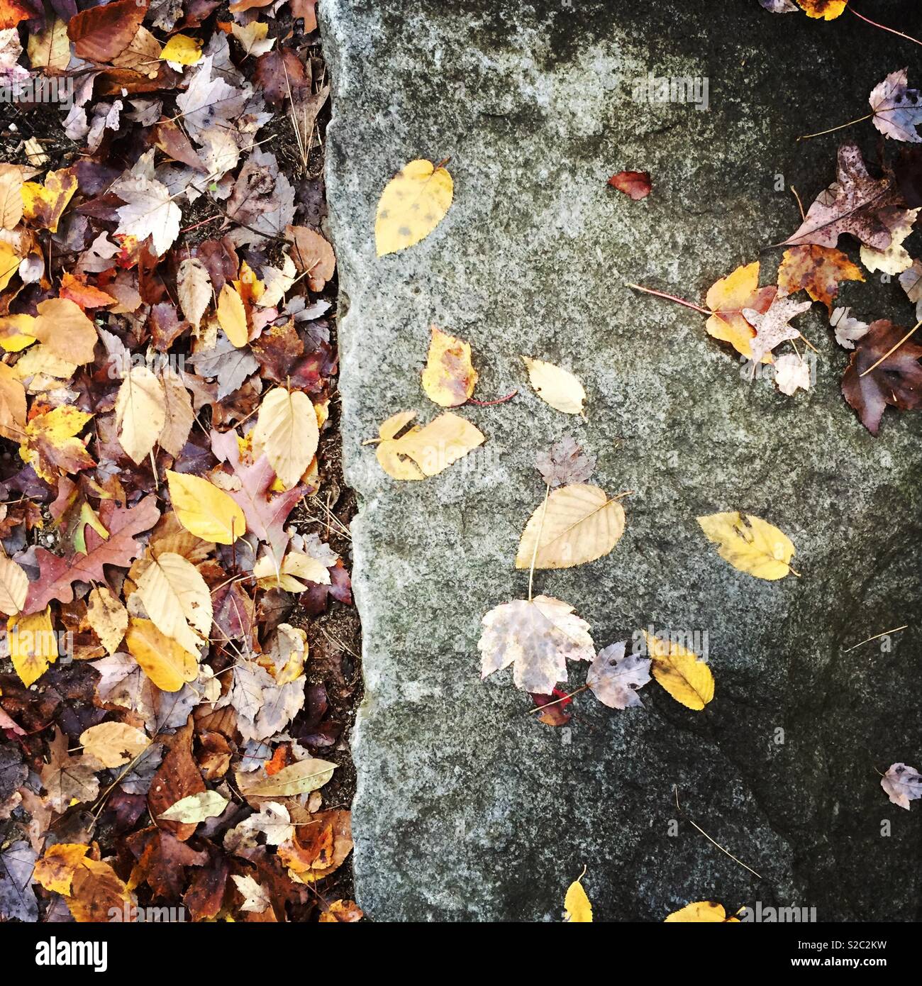 Fallen leaves on an old granite slab in Nee England in autumn Stock ...