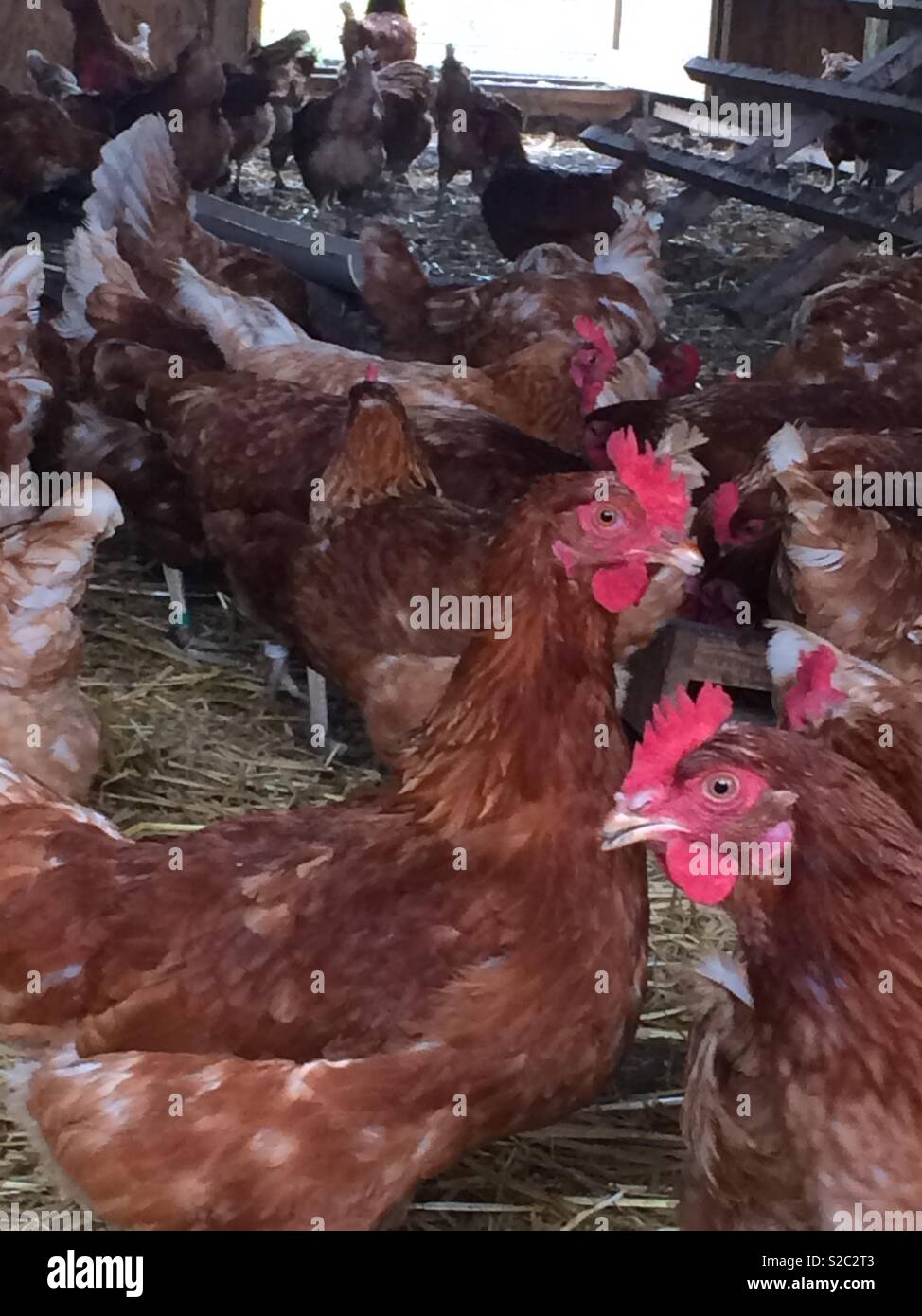 Hens inside barn Stock Photo