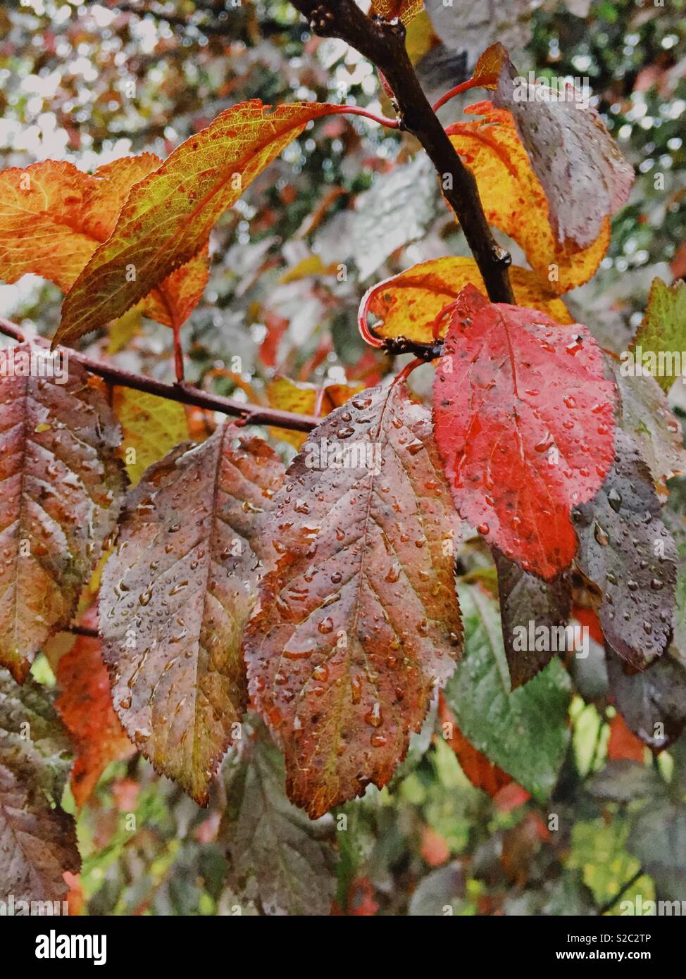 Autumn leaves with drops of rain - Smartphone Captured Stock Image