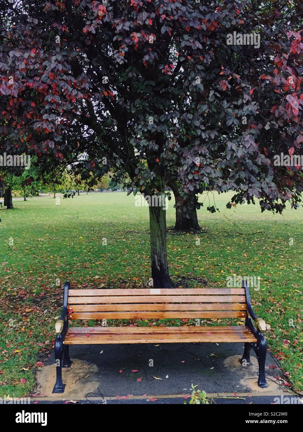 Park bench under a tree in autumn with leaves changing colour, Clissold Park, North London, UK - Smartphone Captured Stock Image