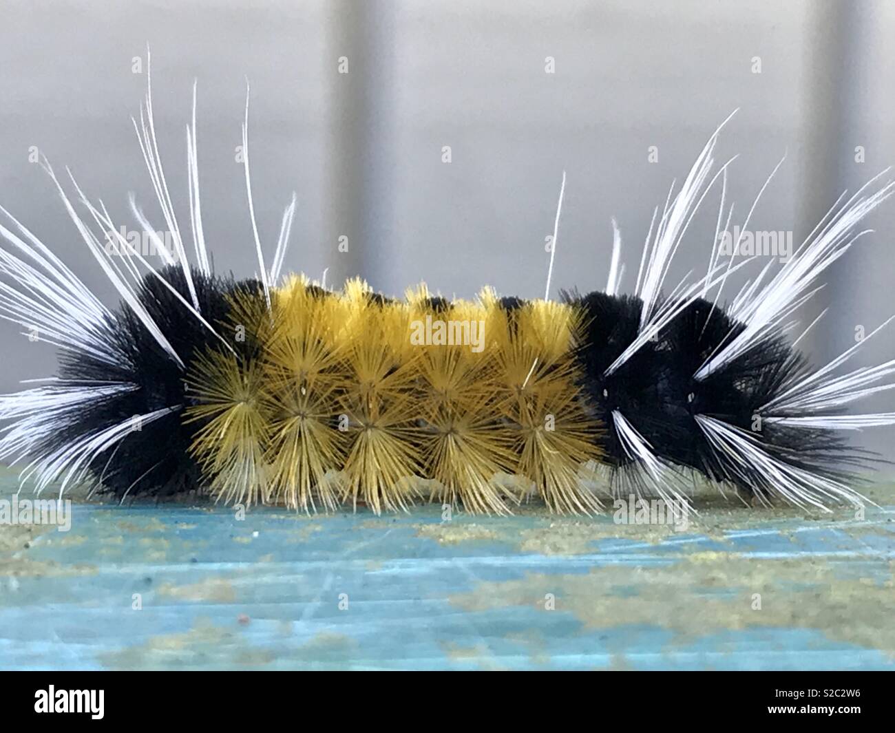 A fall Caterpillar On The Move Stock Photo Alamy