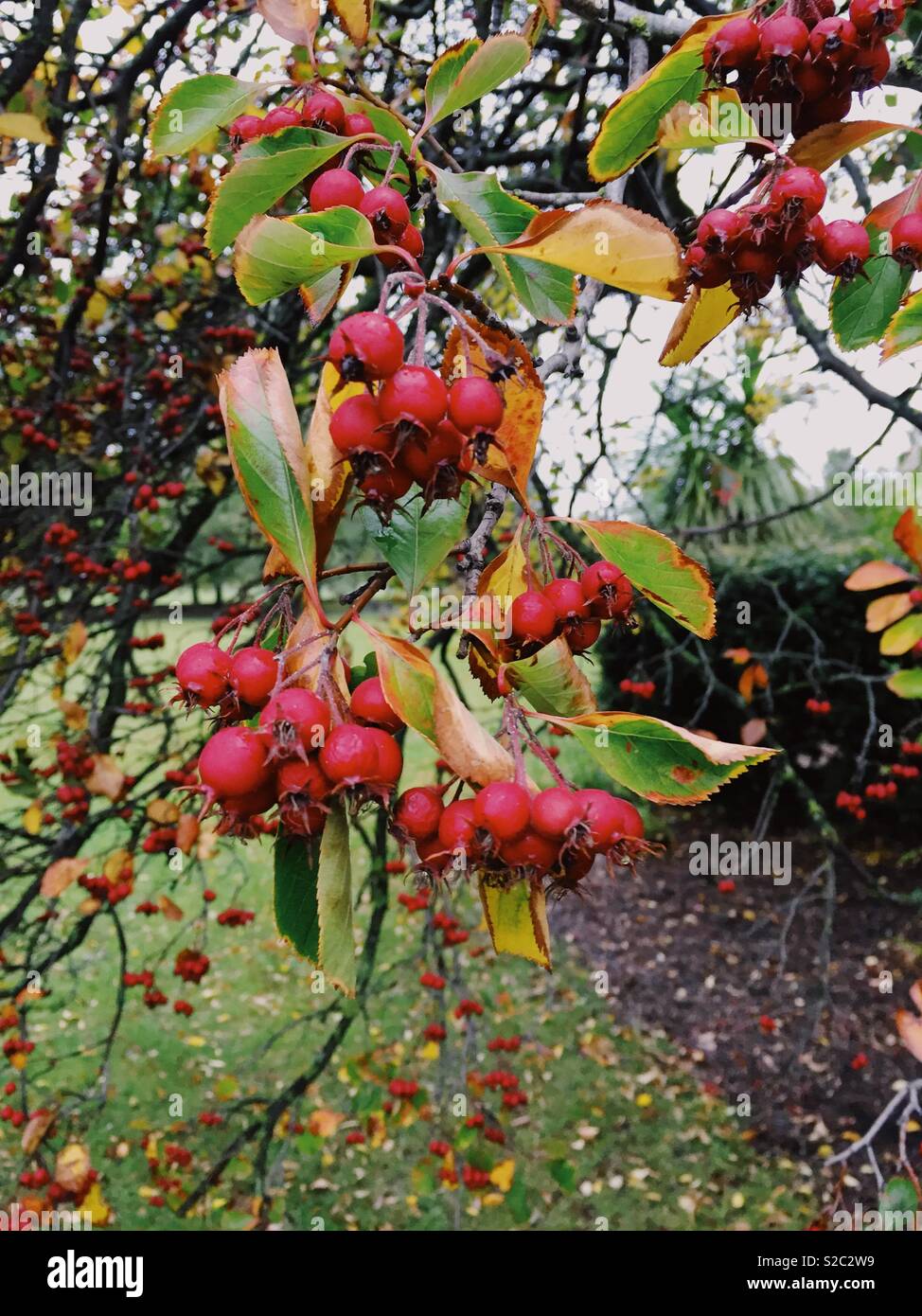 Red berries on a tree in Clissold Park North London, UK, in autumn - Smartphone Captured Stock Image