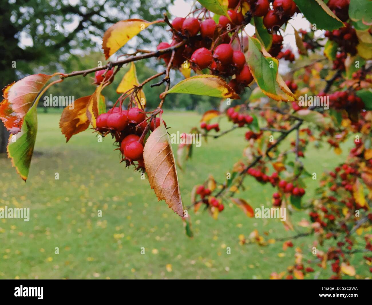 Red berries on a tree in autumn in Clissold Park, North London, UK - Smartphone Captured Stock Image