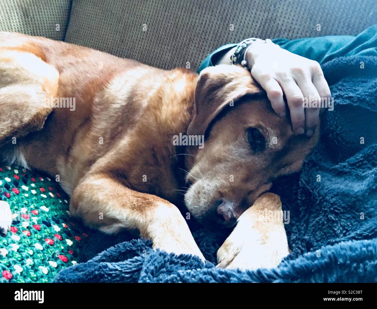 Sleepy dog on couch cuddling Stock Photo Alamy