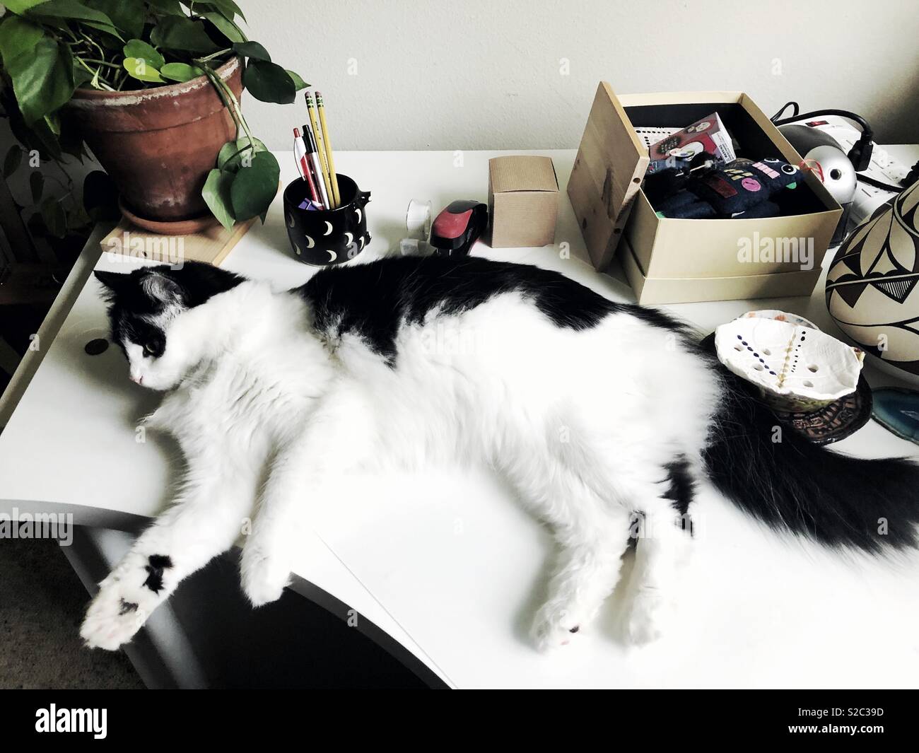 Modern roommate - Smartphone Captured Stock Image