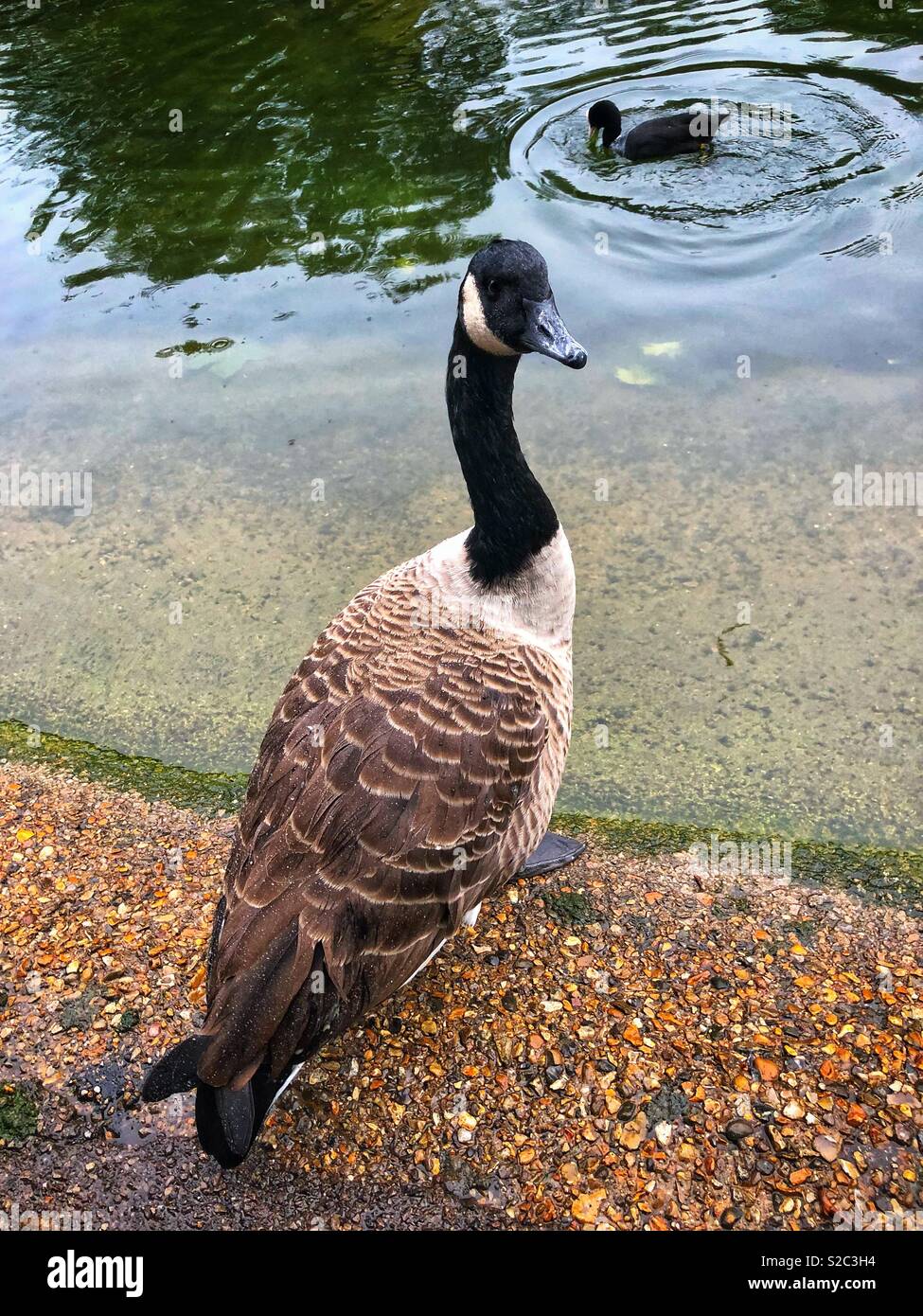 Goose in London Stock Photo Alamy